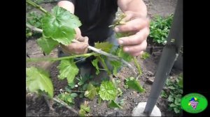 Нормировка виноградного куста. Уход за виноградом.