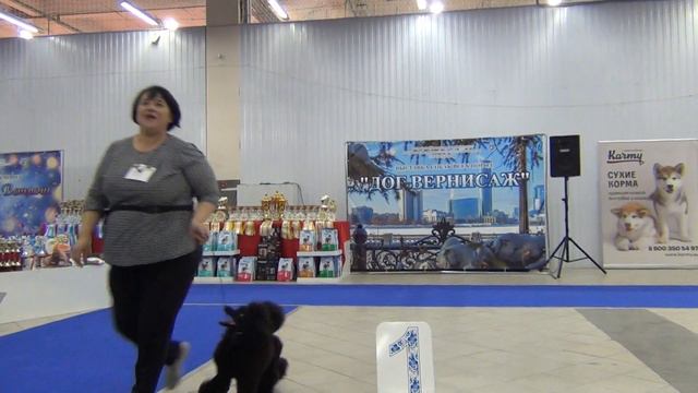 128 LENHOOL OTOORI. Моно пуделей Екатеринбург 22,01,23, смотреть онлайн