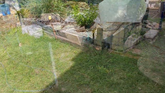 Harvesting Turmeric, Asparagus Crowns & Tree Stumps 🤔| Retaining Wall Preparations смотреть онлайн