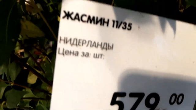 СКИДКИ НА ОРХИДЕИ В СПАРЕ, БОЛЬШОЙ ВЫБОР ЦВЕТОВ, КАК ВАМ ТАКИЕ ЦЕНЫ, ПИШИТЕ