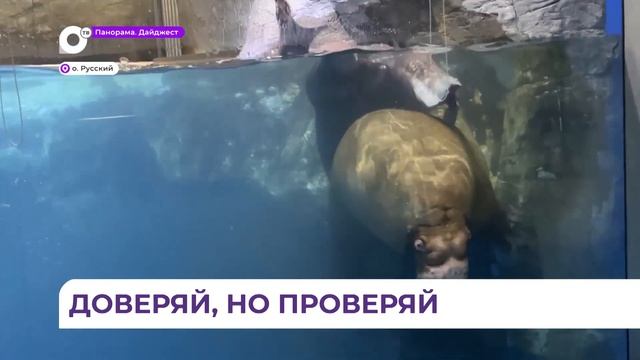 В Приморском океанариуме возобновили тренировки с участием моржа Миши смотреть онлайн
