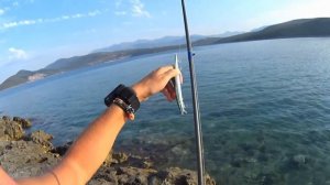 Серый Спинорог (Grey Triggerfish, Balistes capriscus). DAIWA Shore Line Shiner Z 120. 09.08.2015.