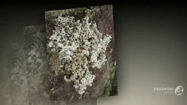 Stereocaulon paschale - fungi kingdom смотреть онлайн