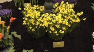 Narcissus 'Tete-a-Tete' - Tête-à-Tête Daffodil