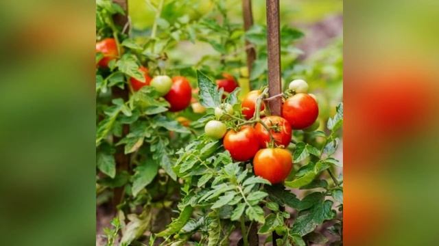 О семействе пасленовых. СДК с. Отрадное, Харциз 2, Солох-аул. ЭКОэстафета «Растем вместе». смотреть онлайн