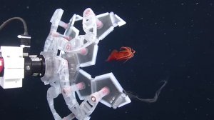 Подводный аппарат исследует обитателей морских глубин