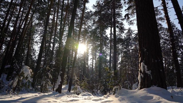 B-Roll Nature. Winter forest at dawn