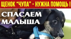 SOS, НУЖНА ПОМОЩЬ❗❗ ЧУПА, щенок-спасеныш после смерти хозяина, состояние ухудшилось, лечим ❗