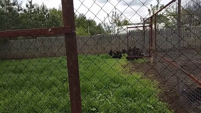 1 июня день защиты детей и первый день лета смотреть онлайн