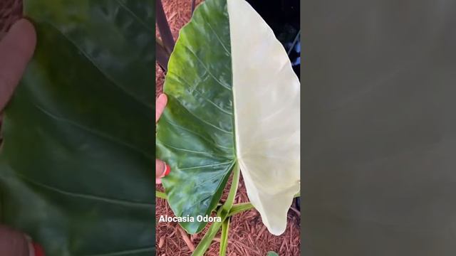 Half moon Alocasia Odora.