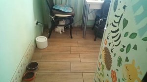 Игры в мячик!