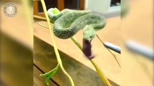 Эти удивительные животные и змеи. Для детей и взрослых.