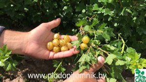 ? Самый ранний сорт крыжовника Яровой. Желтый крыжовник суперраннего срока созревания. ?