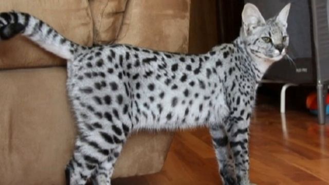 Топ 10 самых дорогих животных. смотреть онлайн