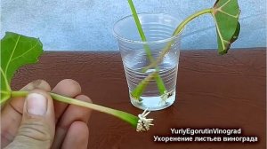 ? Укоренение листьев винограда. Зачем это делать и что может вырасти из таких укорененных листьев.