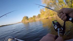 ловля судака на Дону 2023. Вертячий.