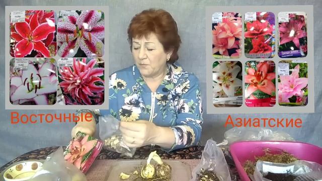 Лилии. Обзор и подготовка к размножению чешуйками. смотреть онлайн