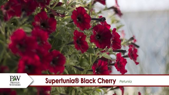 Supertunia Black Cherry Petunia-- A P Allen Smith Favorite! смотреть онлайн