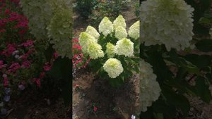 Метельчатая гортензия Граффити.