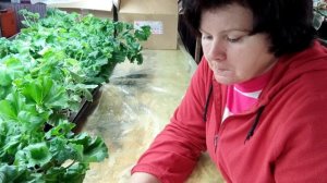 Обновила коллекцию ПЕЛАРГОНИЙ. Посылка!