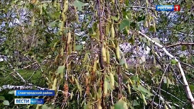 Специалисты управления лесами обсудили, как бороться с непарным шелкопрядом смотреть онлайн