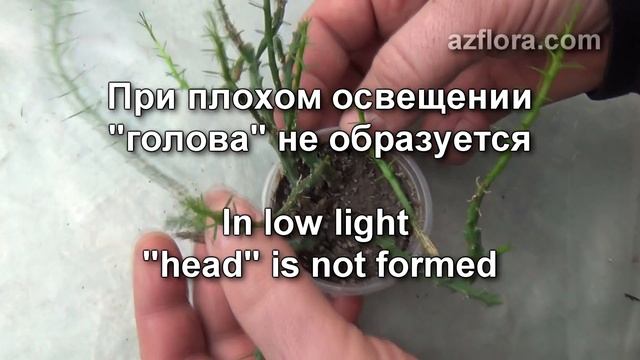 РАЗМНОЖЕНИЕ СУККУЛЕНТА | МОЛОЧАЙ "ГОЛОВА МЕДУЗЫ" смотреть онлайн