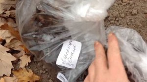 Поздняя посадка пионов в ноябре 2018 г г. Казань Поволжье в теплицу)