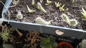 алоэ зимой. как поливать?