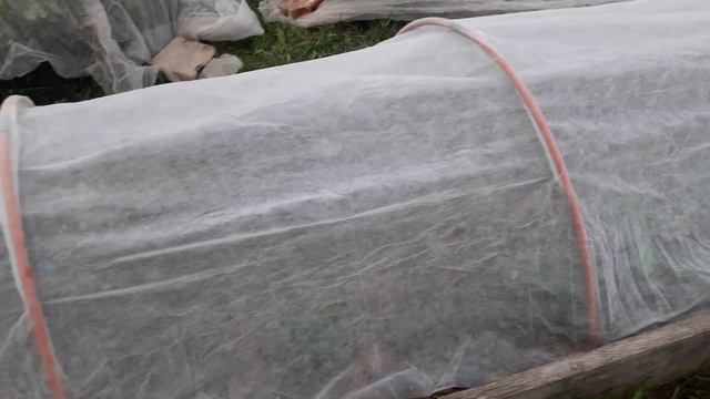 Возвратные заморозки в Московской области утепляемся как можем