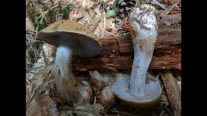 Cortinarius fulvo-ochrascens