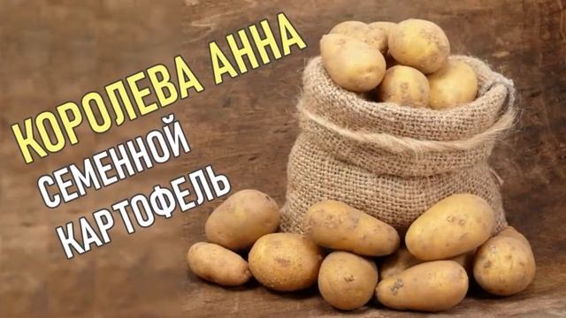 Картофель Королева Анна Характеристика Сорта Фото