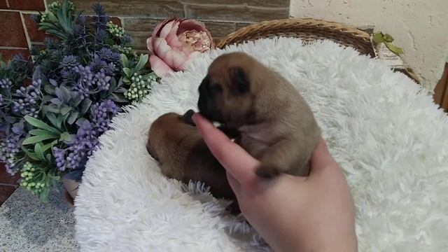 Новорожденные щенки французского бульдога