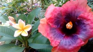 ハイビスカス「スペースオディティ」Hibiscus  Space oddity