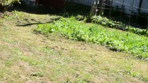 Щенки паттердейл терьера (2) 31.07.18