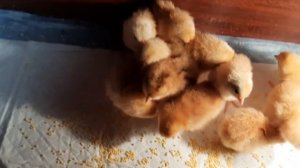 Загорская ситцевая порода кур. Первый урожай 2023 года.