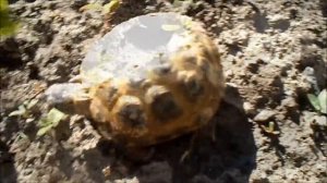 Что кушает черепаха