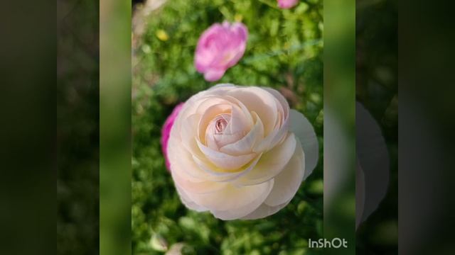 #цветыоптом #лютик #ранункулюс #цветыкраснодар #цветы