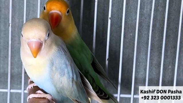 Visit DON Pasha Birds Breeding Setup | LoveBirds Farming | Birds Business from Home | Business idea смотреть онлайн