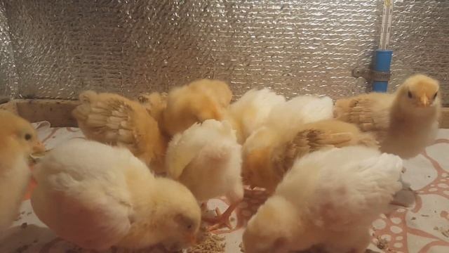 Чем пропаивать цыплят? Просто и эффективно смотреть онлайн