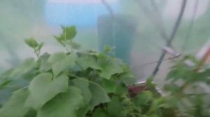 Скумбрия горячего копчения. Что-то пошло не так , разбираем ошибки
