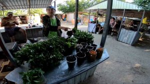 Арабатская стрелка | Стрелковое | июнь 2019 | обзор цен на рынке Стрелкового