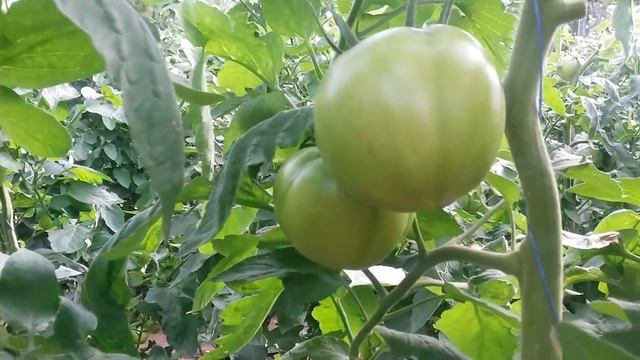 Томат Пінк Пантер (Yuksel) Культура в полі смотреть онлайн