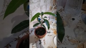 манго из косточки до плодоношения