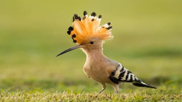 Картинка птицы. Трава, птица, удод, клюв. смотреть онлайн