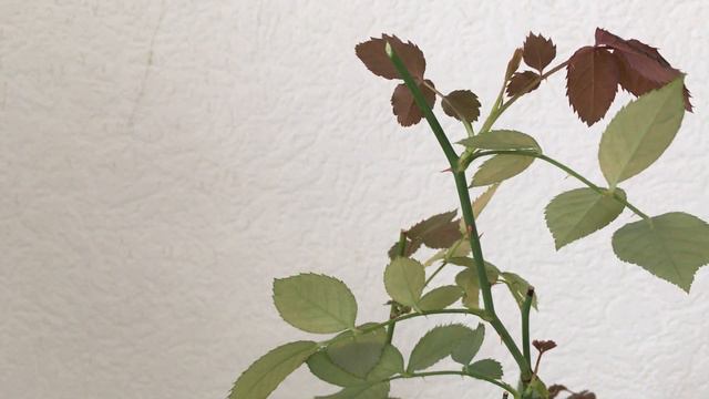 Обрізка кімнатної троянди. Коли, як і навіщо? смотреть онлайн