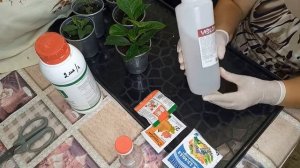 Чем подкормить гортензии. Как подкислить грунт.