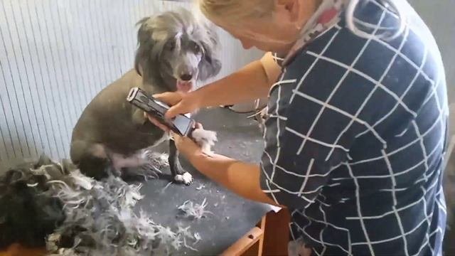 Стрижка метиса Кузи. Груминг. Просто очаровашка, а не пес