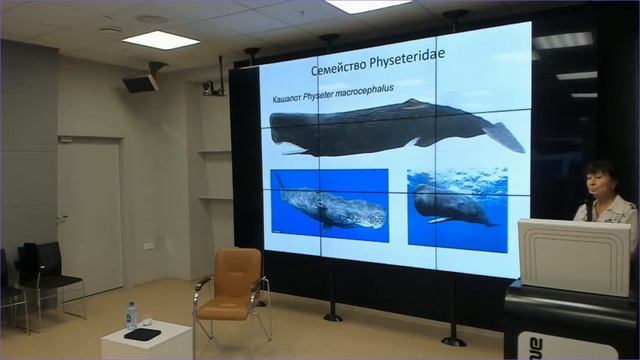 Встреча с Ольгой Госьковой в рамках выставки «Киты и ещё кое-кто» смотреть онлайн