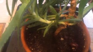 Как размножить АЛОЭ ?!?!?