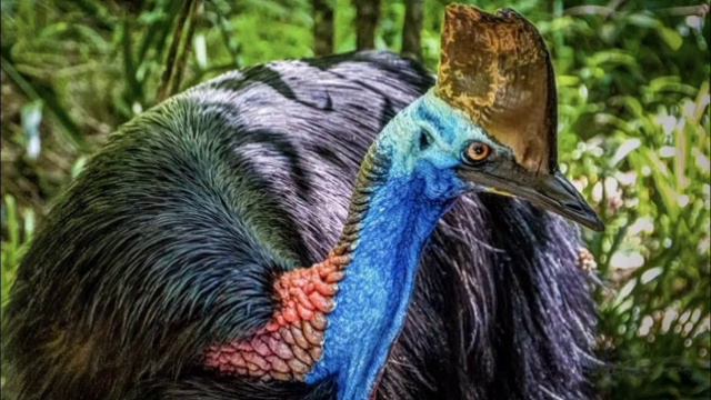 Всё о птицах " Казуар" смотреть онлайн